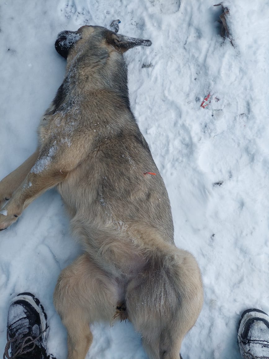 Массовое убийство собак дротиками в Анадыре: Защитите животных просим президента