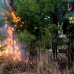 На фото мужчина с надписью на спецодежде Лесная охрана ведет борьбу с пожаром в Лесу.